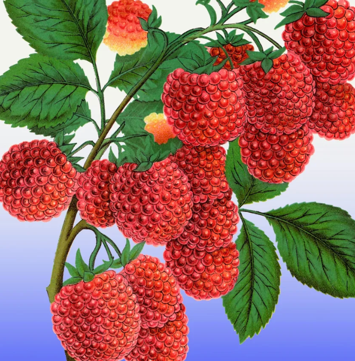 Berries Art Prints