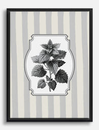 Shiso Botanical Study Canvas Print Black