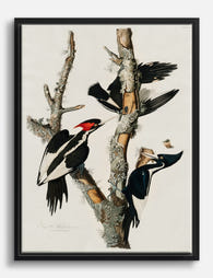 Audubon Ivory billed Woodpecker Canvas Print Black