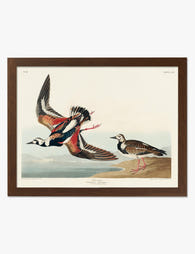 Turnstone Birds by Audubon Art Print Brown