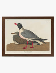 Black Headed Gull Pair Art Print Brown