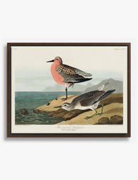 Audubon Red Breasted Sandpipers Canvas Print Brown