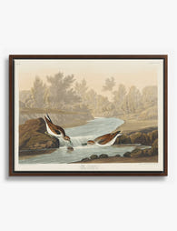 Little Sandpipers by Audubon Canvas Print Brown
