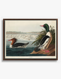 Audubon Goosanders Canvas Print Brown