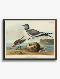 Audubon Fork Tailed Gull Canvas Print Brown