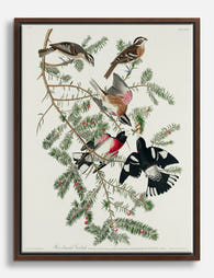 Audubon’s Rose Breasted Grosbeaks Canvas Print Brown