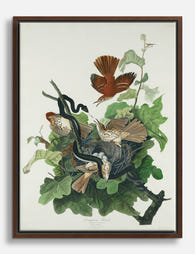 Audubons Thrush Family Canvas Print Brown