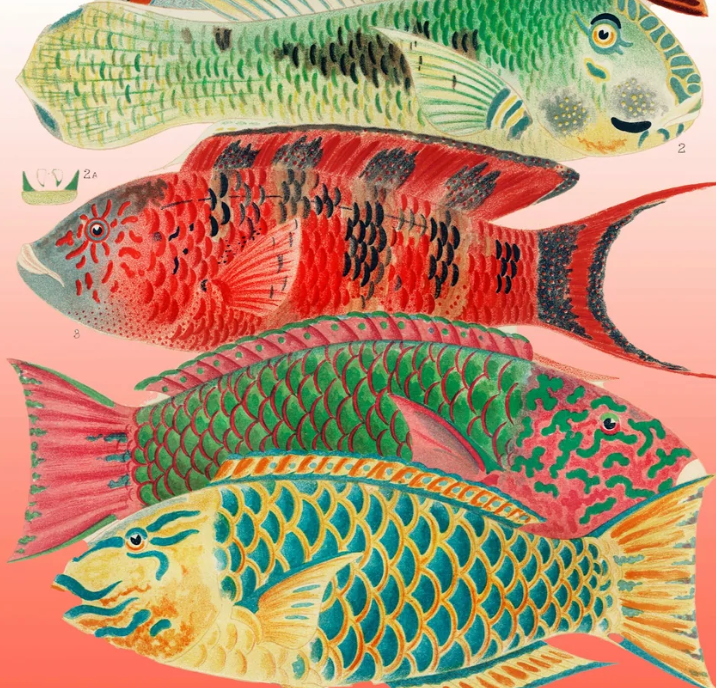 Fish Art Prints