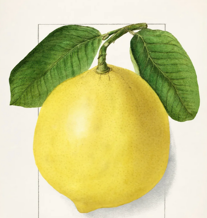 Lemon Art Prints