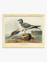 Fork tailed Gull by Audubon Art Print Oak