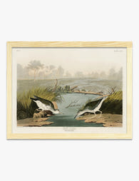 Spotted Sandpipers by Audubon Art Print Oak