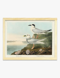 Audubon’s Seaside Terns Art Print Oak
