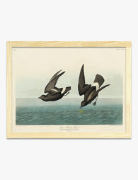 Least Stormy Petrel by Audubon Art Print Oak