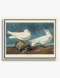 Ivory Gulls by Audubon Canvas Print Oak