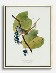 Sparrow & Vines Botanical Canvas Print Oak