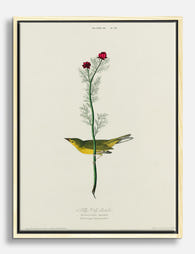 Selbys Flycatcher by Audubon Canvas Print Oak