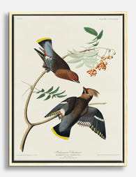 Bohemian Chatterer by Audubon Canvas Print Oak