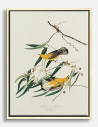 Audubon Prothonotary Warblers Canvas Print Oak
