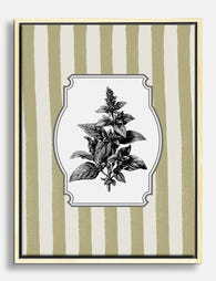 Vintage Basil Botanical Canvas Print Oak