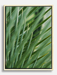 Lush Palm Serenity Canvas Print Oak