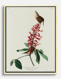 Carolina Wren & Scarlet Buckeye by Audubon Canvas Print Oak