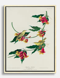Rathbone Warbler by Audubon Canvas Print Oak