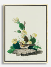 Grass Finch by Audubon Canvas Print Oak