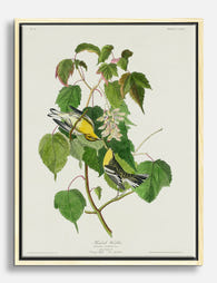 Hemlock Warblers Botanical Canvas Print Oak