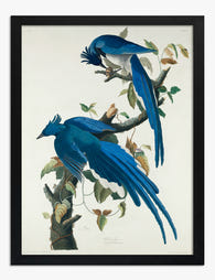 Columbia Jay by Audubon Art Print Black