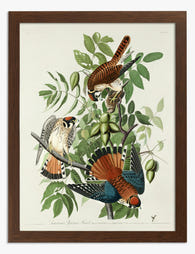 American Sparrow Hawk by Audubon Art Print Brown