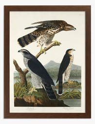 Audubon’s Majestic Hawks Art Print Brown