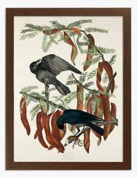 Fish Crow by Audubon Art Print Brown