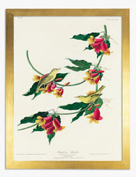 Rathbone Warbler by Audubon Art Print Gold
