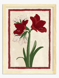 Crimson Amaryllis Art Print - Oak