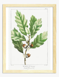 Elegant Oak Leaf Study Art Print - Oak