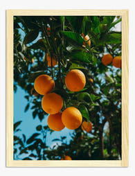 Sun Kissed Oranges Art Print Oak