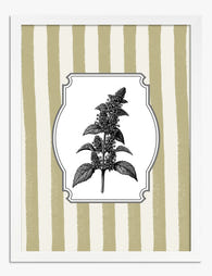 Striped Herb Botanical Art Print White