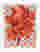 Blush Bloom on Checkered Art Print White