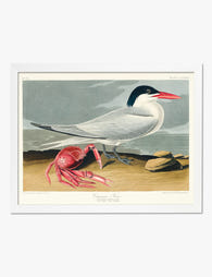 Cayenne Tern by Audubon Art Print White