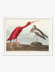 Scarlet Ibis by Audubon Art Print White