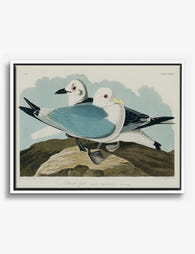Kittiwake Gulls by Audubon Canvas Print White