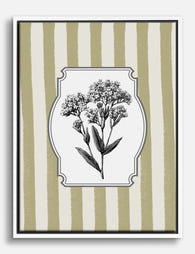 Botanical Valerian Bloom Canvas Print White
