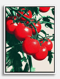 Vibrant Tomato Cluster Canvas Print White