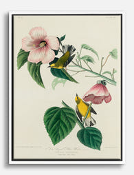 Yellow Warblers & Hibiscus Canvas Print White