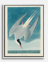 Arctic Tern by Audubon Canvas Print White