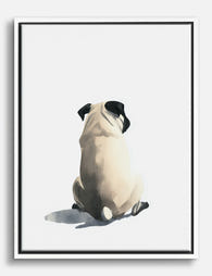 Pug’s Quiet Moment Canvas Print White