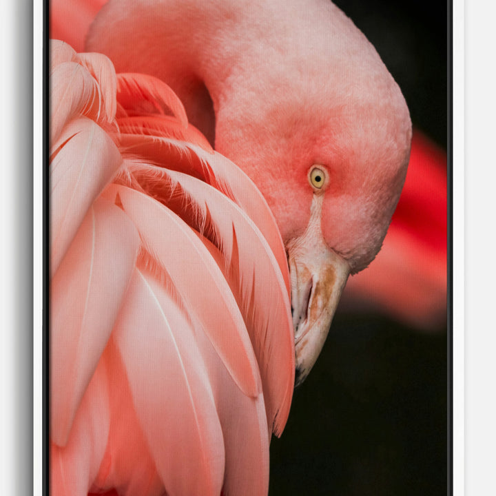 Flamingo Canvas Prints