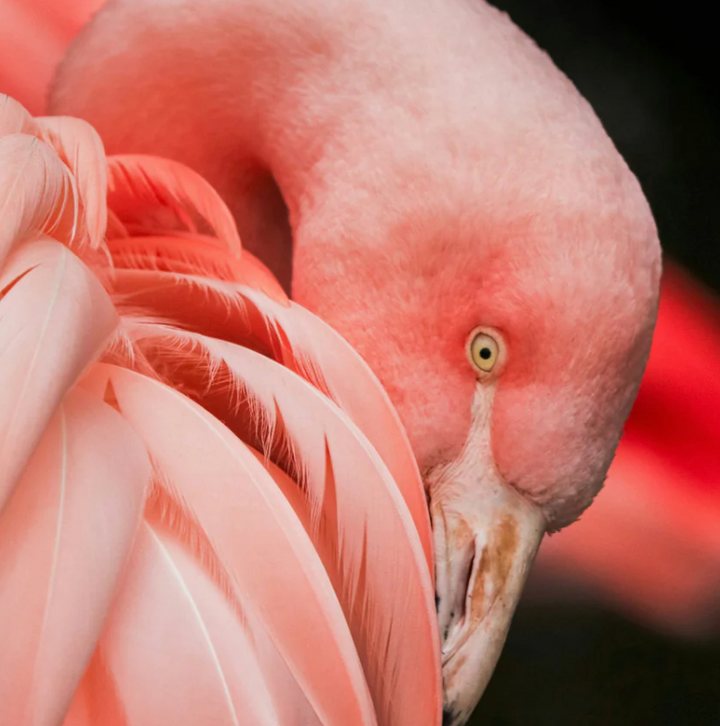 Bird Art Prints