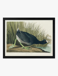 American Coot by Audubon Art Print Black
