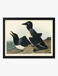 Guillemots by Audubon Art Print Black